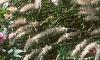 Pennisetum orientale, habit