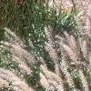 Pennisetum orientale, habit