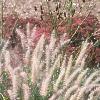 Pennisetum orientale, habit