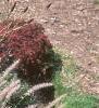 Pennisetum orientale, habit