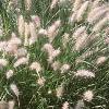 Pennisetum orientale, habit