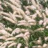 Pennisetum orientale, habit