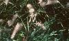 Pennisetum orientale, habit