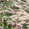 Pennisetum orientale, habit