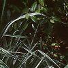 Phalaris arundinaceae var. picta, habit