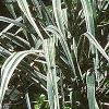 Phalaris arundinaceae var. picta, habit