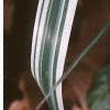 Phalaris arundinaceae var. picta, leaves