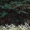 Pleioblastus fortunei, habit