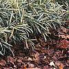 Pleioblastus fortunei, habit