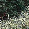 Pleioblastus fortunei, habit
