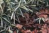 Pleioblastus fortunei, habit