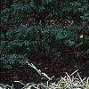 Pleioblastus fortunei, habit
