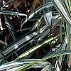 Pleioblastus fortunei, leaves