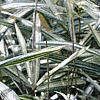 Pleioblastus fortunei, leaves