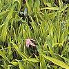 Pleioblastus viridistriatus, habit
