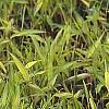 Pleioblastus viridistriatus, habit