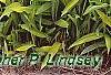 Pleioblastus viridistriatus, habit