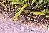 Pleioblastus viridistriatus, habit