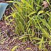 Pleioblastus viridistriatus, habit