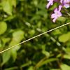 Phlox carolina, flowers