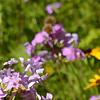 Phlox carolina, flowers