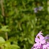 Phlox carolina, flowers