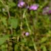 Phlox carolina, flowers