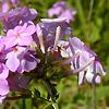 Phlox carolina, flowers