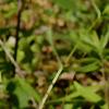 Phlox carolina, flowers
