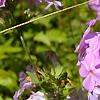 Phlox carolina, flowers