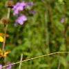 Phlox carolina, flowers