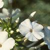 Phlox carolina 'Miss Lingaard', flowers