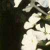 Phlox carolina 'Miss Lingaard', flowers