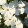 Phlox carolina 'Miss Lingaard', flowers
