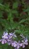 Phlox divaricata, habit