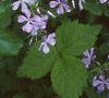 Phlox divaricata, habit