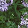 Phlox divaricata, habit