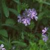 Phlox divaricata, habit