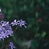 Phlox divaricata, habit