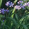 Phlox divaricata, habit