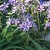 Phlox divaricata, habit