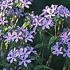 Phlox divaricata, habit