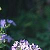 Phlox divaricata, habit
