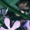 Phlox divaricata, flowers