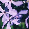 Phlox divaricata, flowers