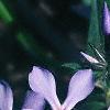 Phlox divaricata, flowers