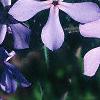Phlox divaricata, flowers