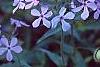 Phlox divaricata, flowers