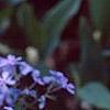 Phlox divaricata, flowers