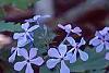 Phlox divaricata, flowers